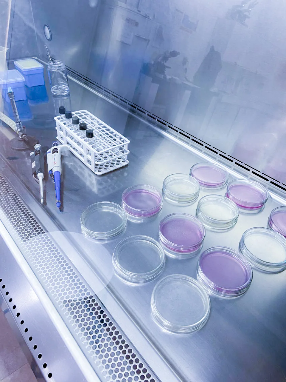 Placas de cultura em cabine de fluxo laminar, laboratório de microbiologia do UninCor